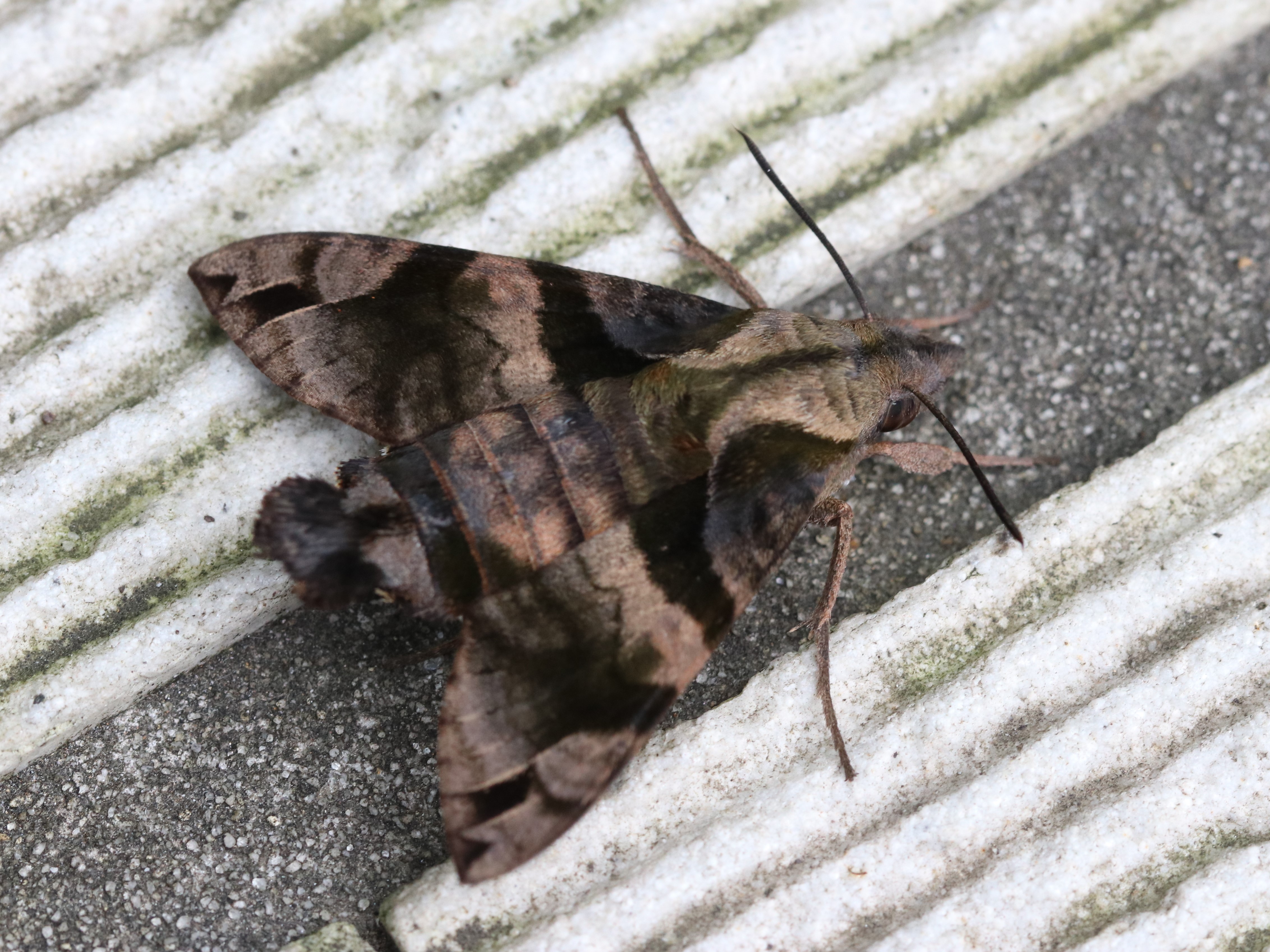大人しいホシホウジャク